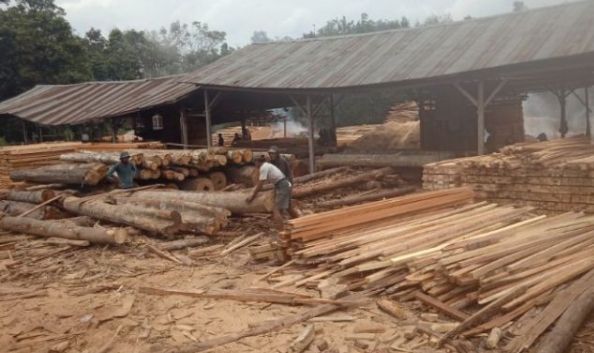 Kapolda Riau Diminta Tertibkan Sawmill Yang Tidak Berizin