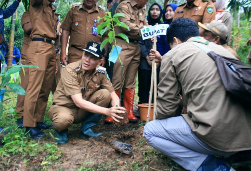 Tanam Bibit Pohon di Lokasi Terdampak Banjir Bupati Sabar : Pasaman Akan Menjadi Kawasan Banjir Buah