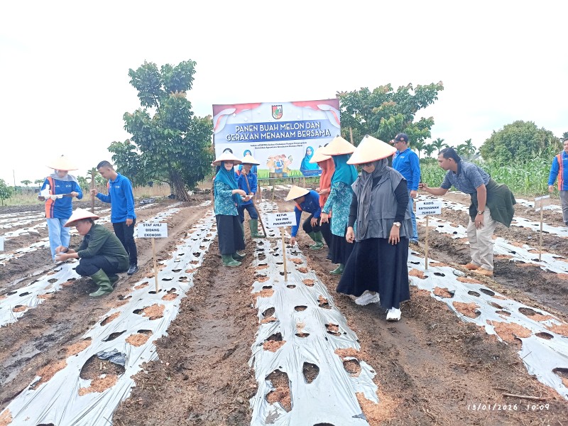 Ketua TP PKK Pekanbaru Panen Melon di Lahan Sicantik, Dorong Ketahanan Pangan Berbasis Kecamatan