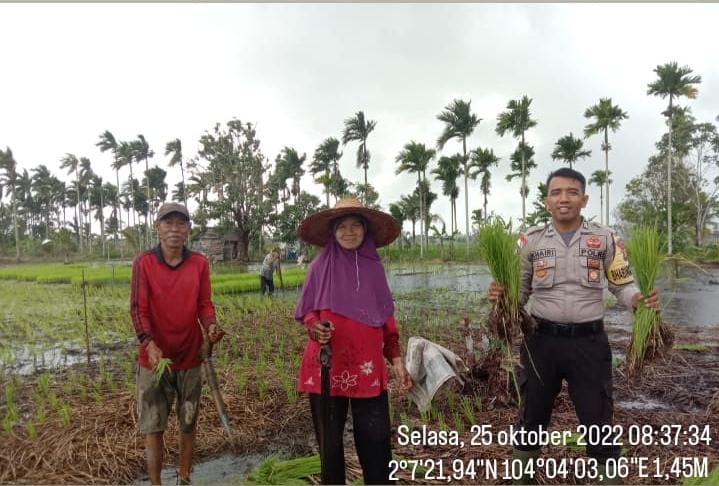 Bentuk Kepedulian Polri Dalam Ringankan Kerja Masyarakat Personel Polsek Rangsang Bantu Warga Tanam Padi